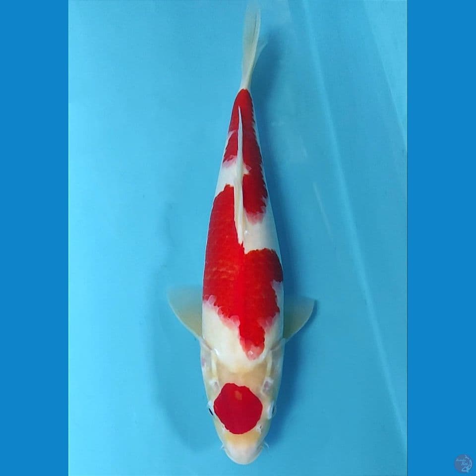 original maruten 40cm