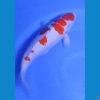 F1 Kohaku bulky 41 cm