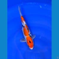 doitsu sanke f32