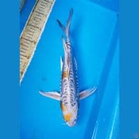 unique dragon kumpay
