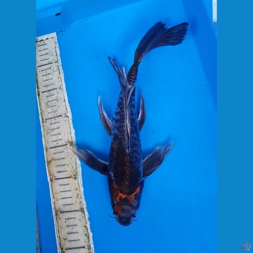 kumpay black dragon
