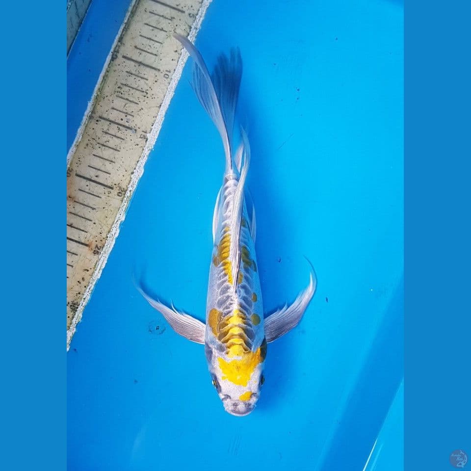 kumpay kiko dragon
