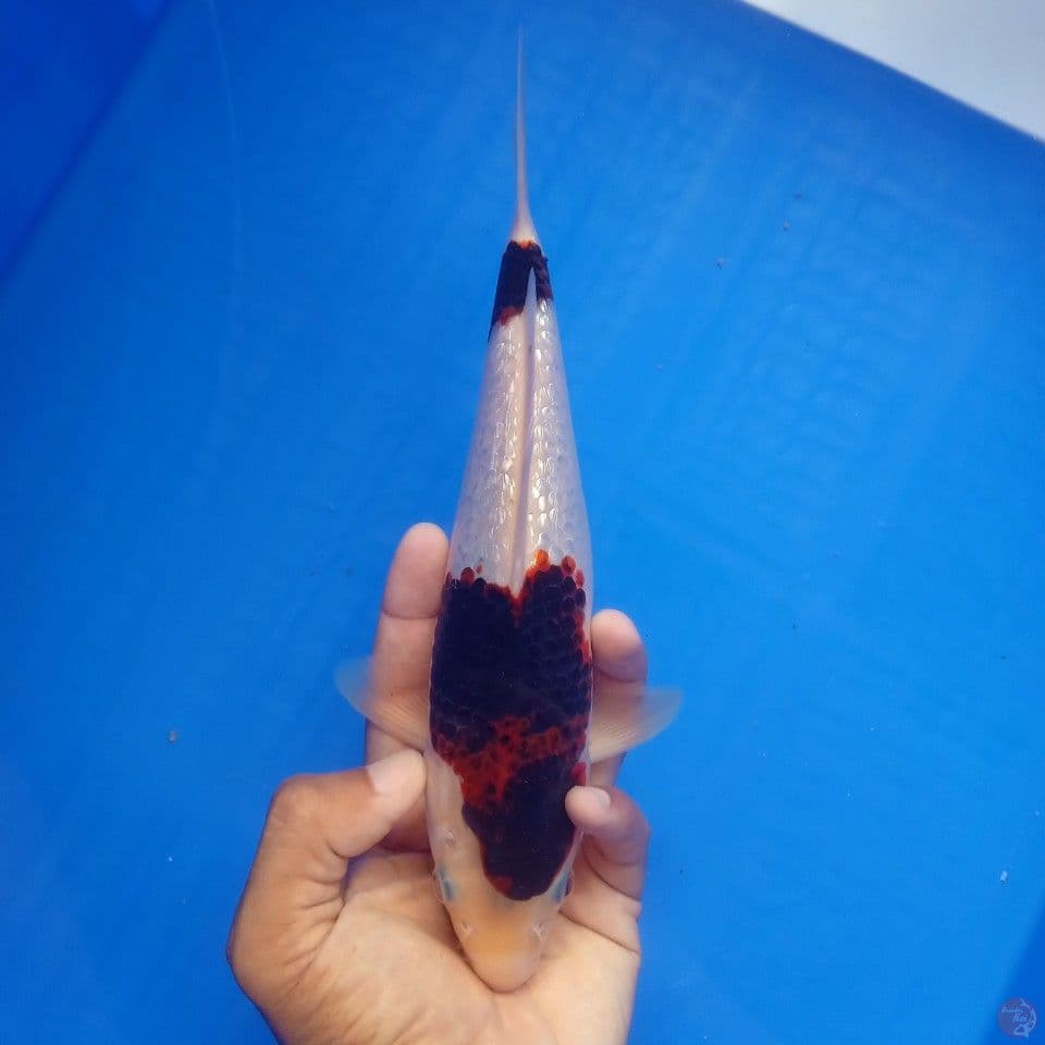 GOROMO GINRIN 25CM