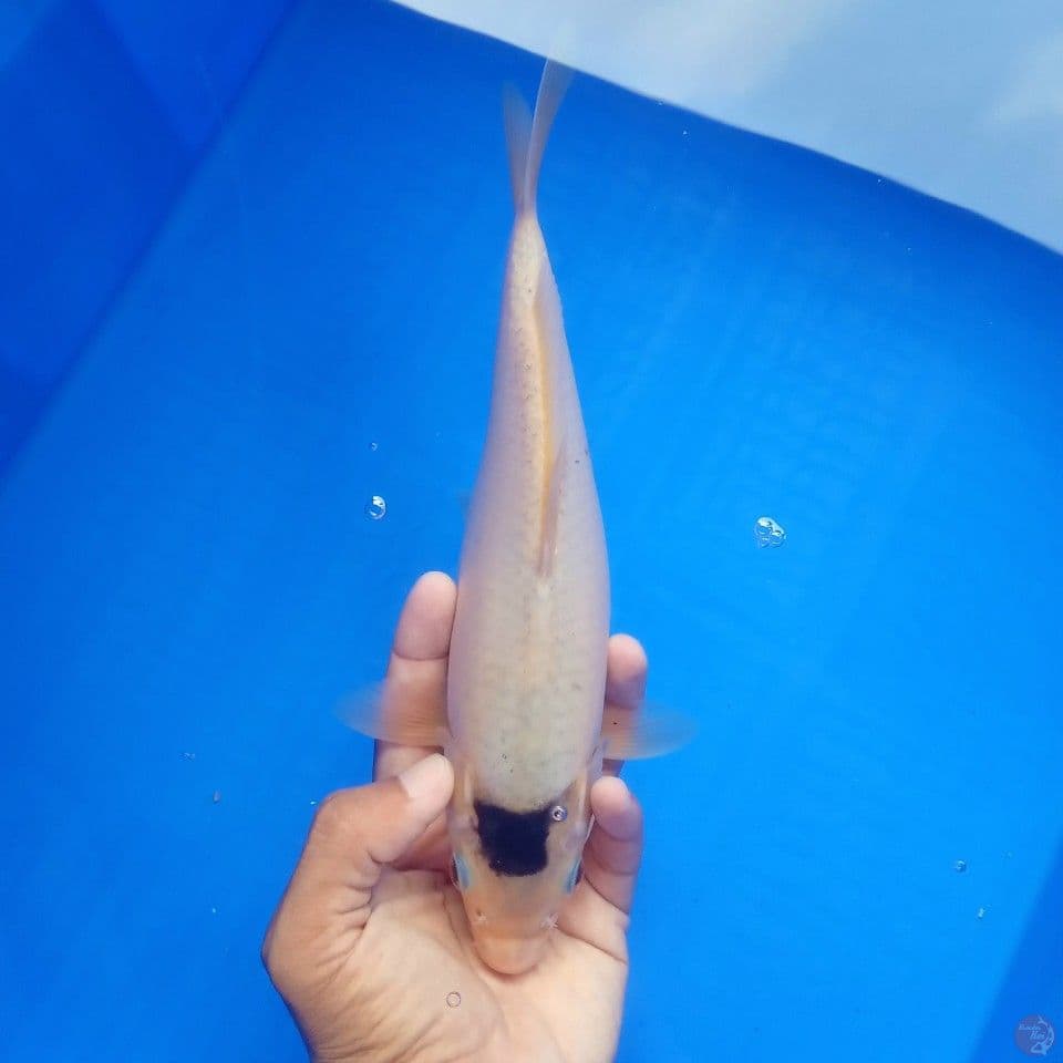 TANCHO GOROMO 26CM