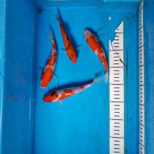 Paket sanke calon jumbo 4ekor