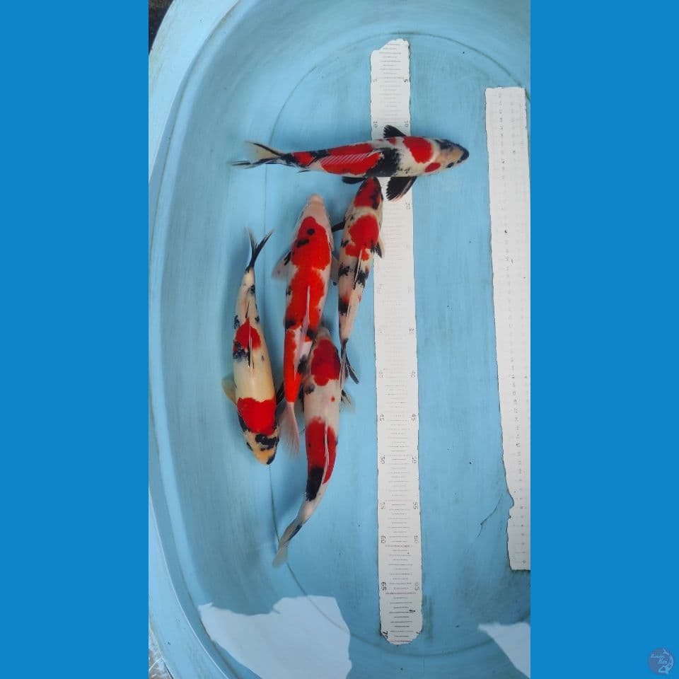 showa 25-30cm 5ekor