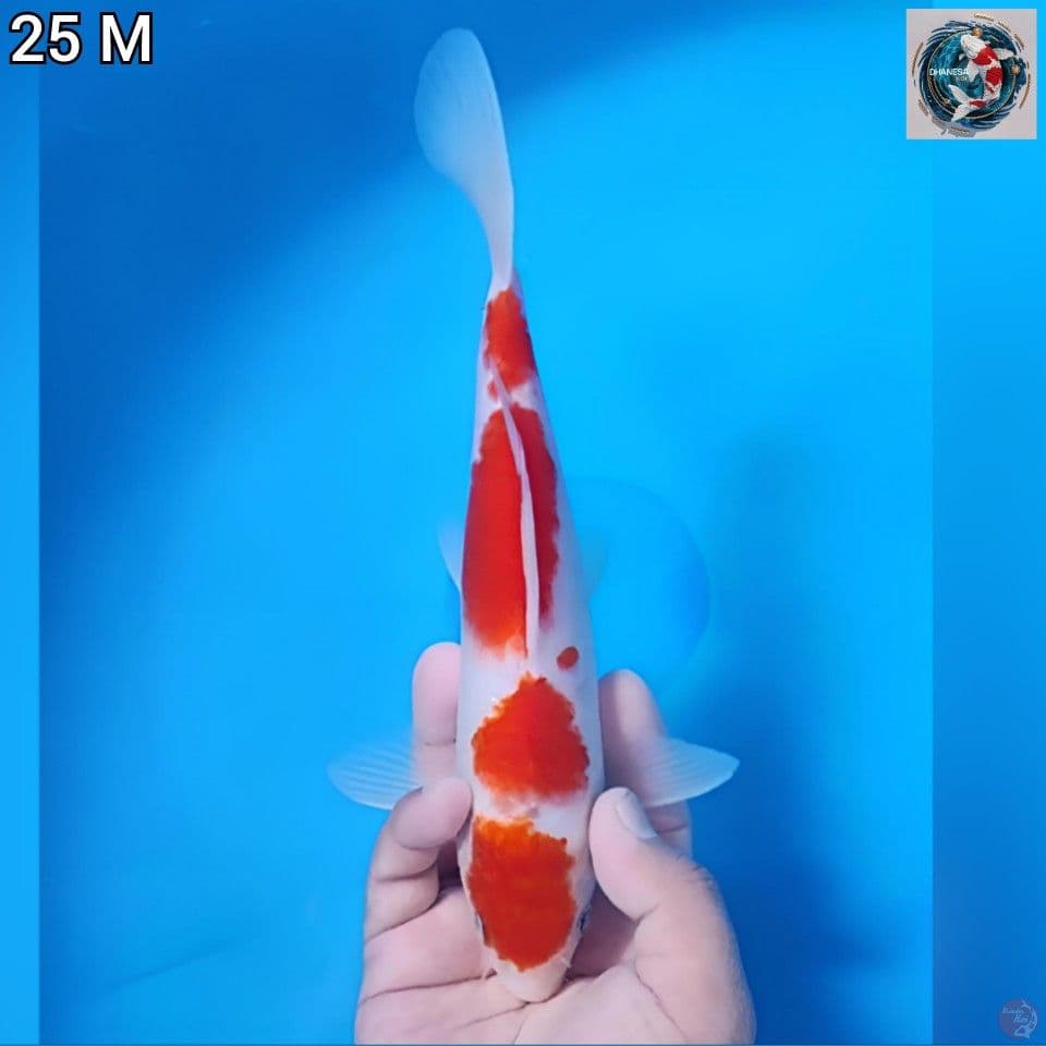 1. Kohaku Original 25cm Jantan 