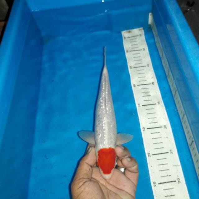 Tancho kohaku ginrin
