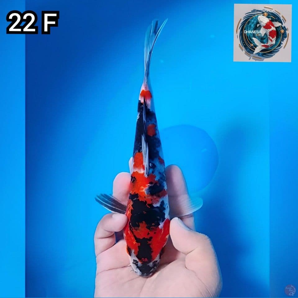 7. Showa Original 22cm Betina 