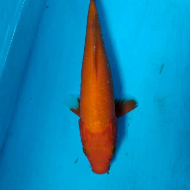 Aka hajiro