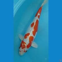 Indukan kikushui 41 cm
