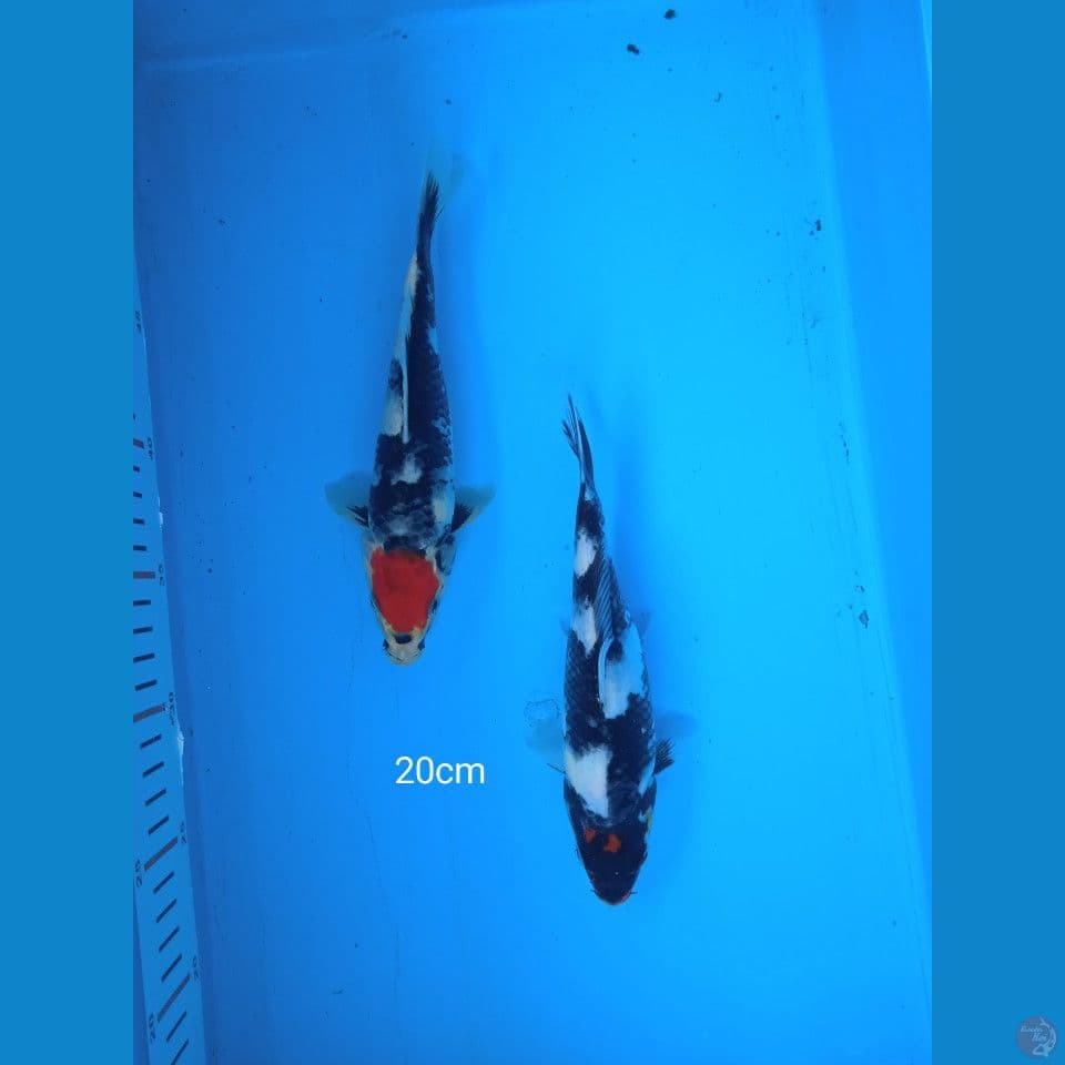 tancho showa 20cm