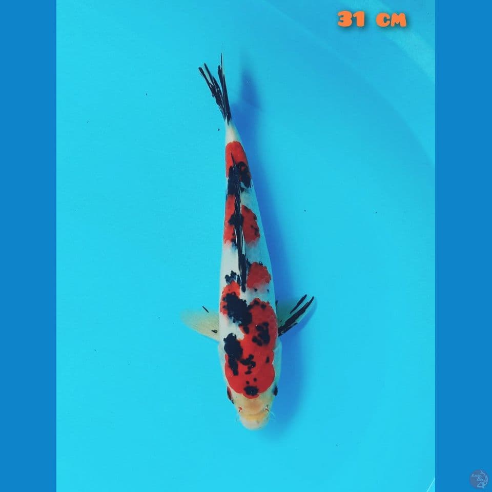 sanke 31 cm