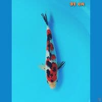 sanke 31 cm