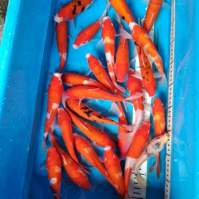 Paket kohaku sanke 25ekor