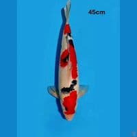 sanke quality male 45cm