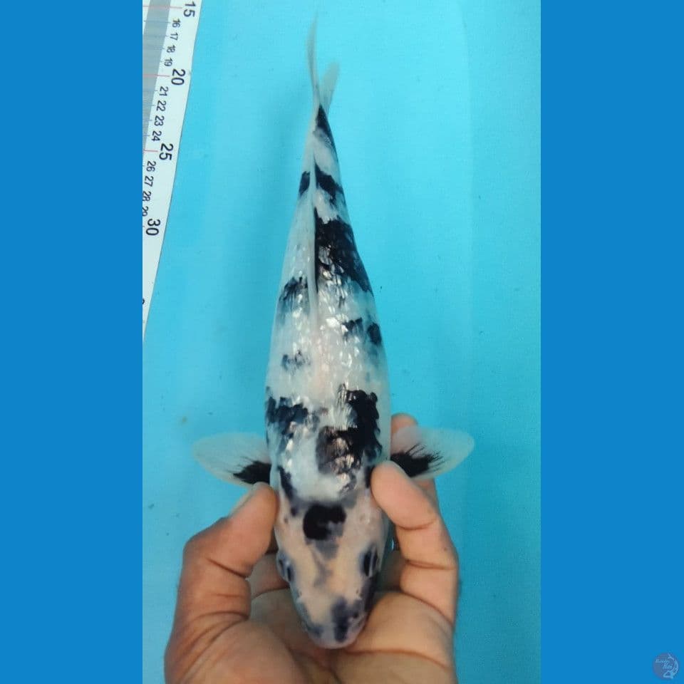 GINRIN 30CM