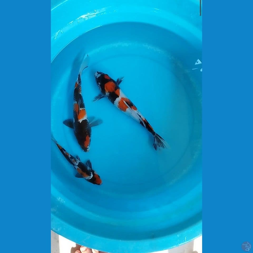 showa 21-27cm