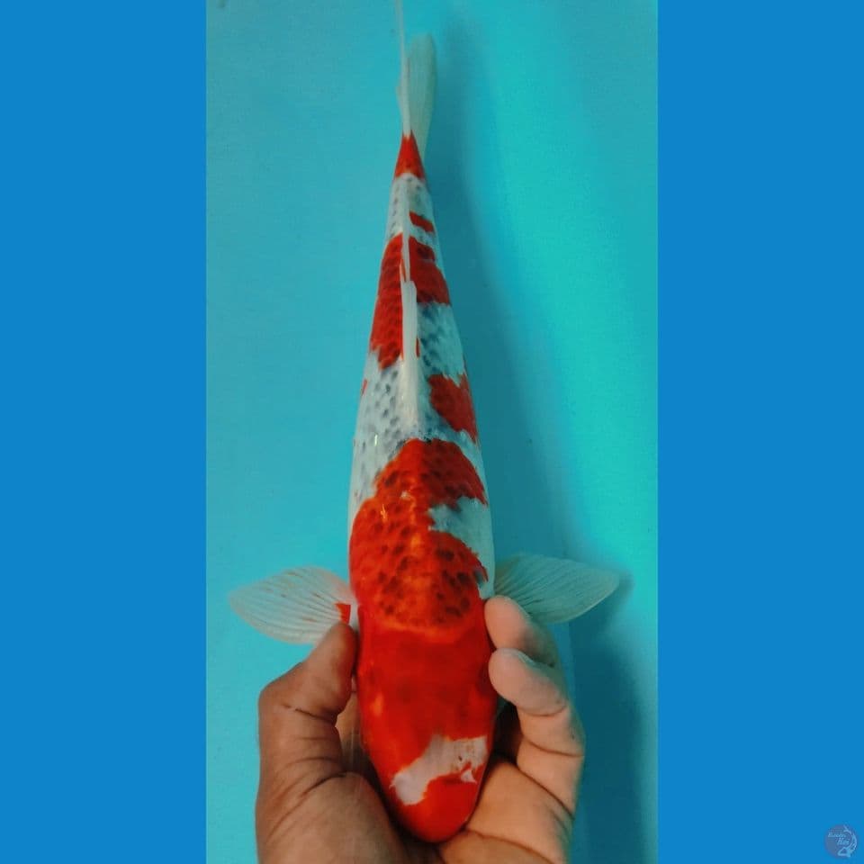 INAZUMA 36CM