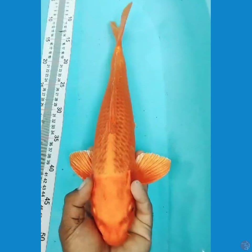 ORENGI CLING 42CM