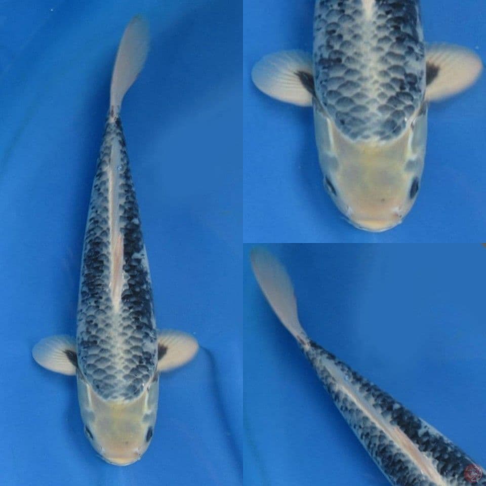 45cm Kawarimono Jumbo