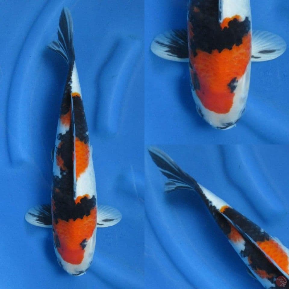 40cm Showa Skin Halus