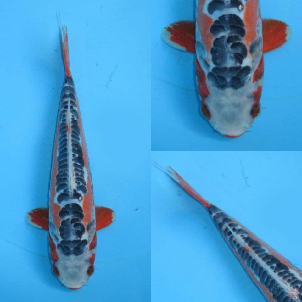 28cm Shusui HQ