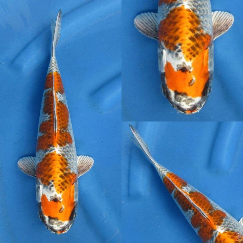 33cm Beniginga.
