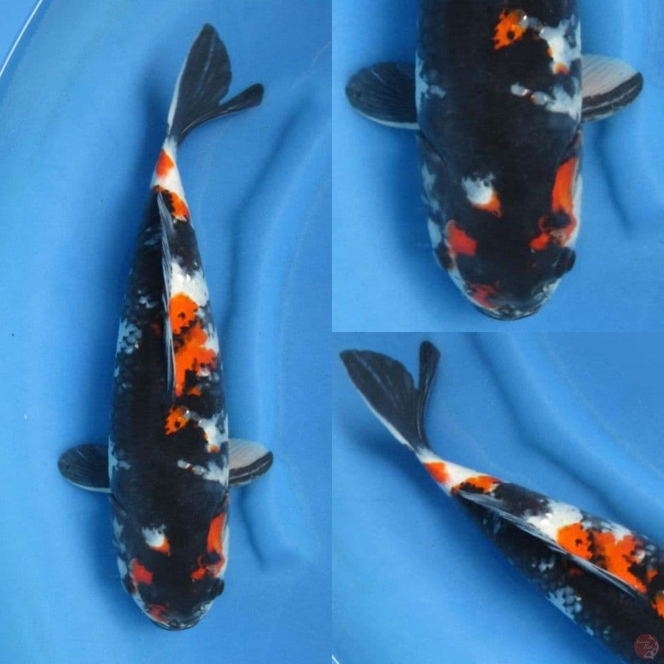 40cm Showa Jet Black