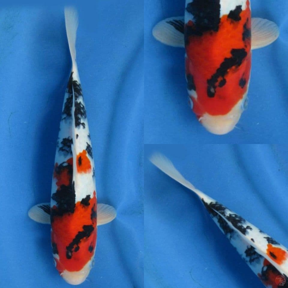 32cm Showa Sanke 