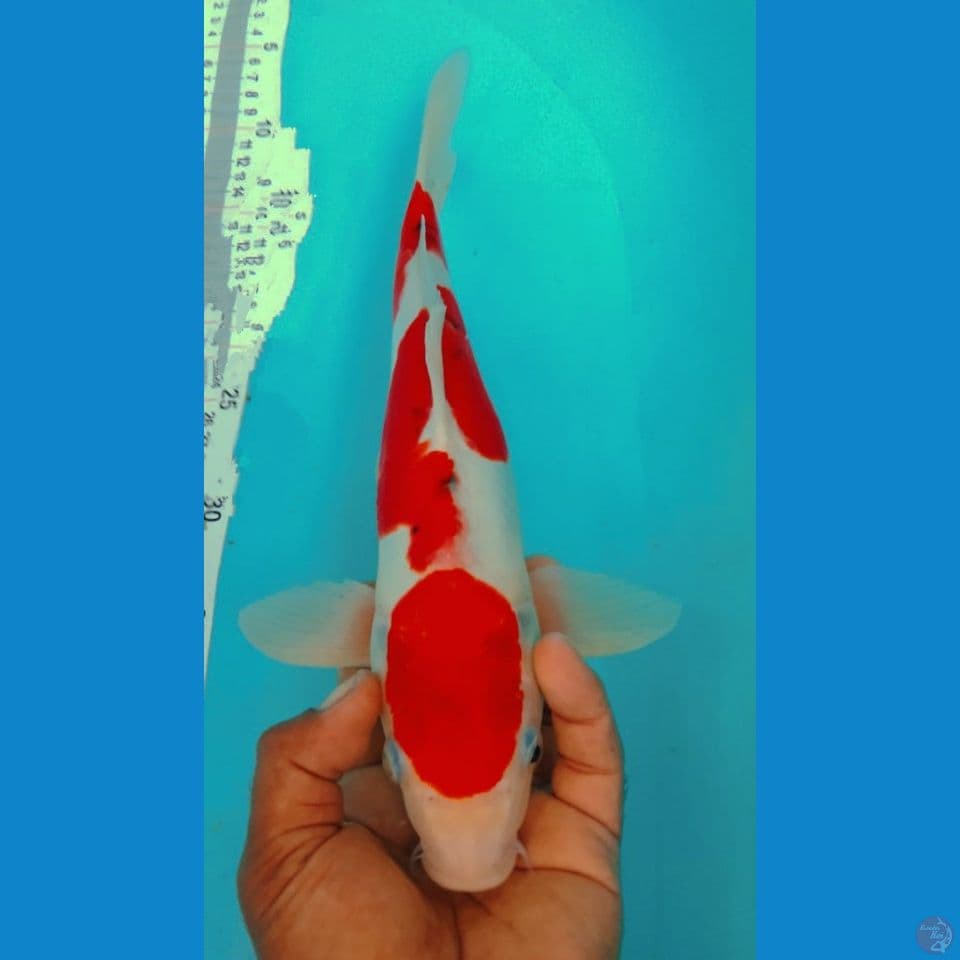 DOITSU 36CM