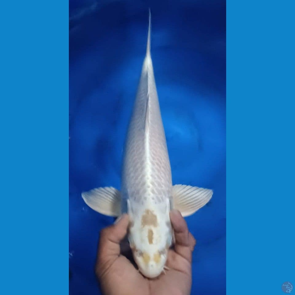 HIKARY 44CM