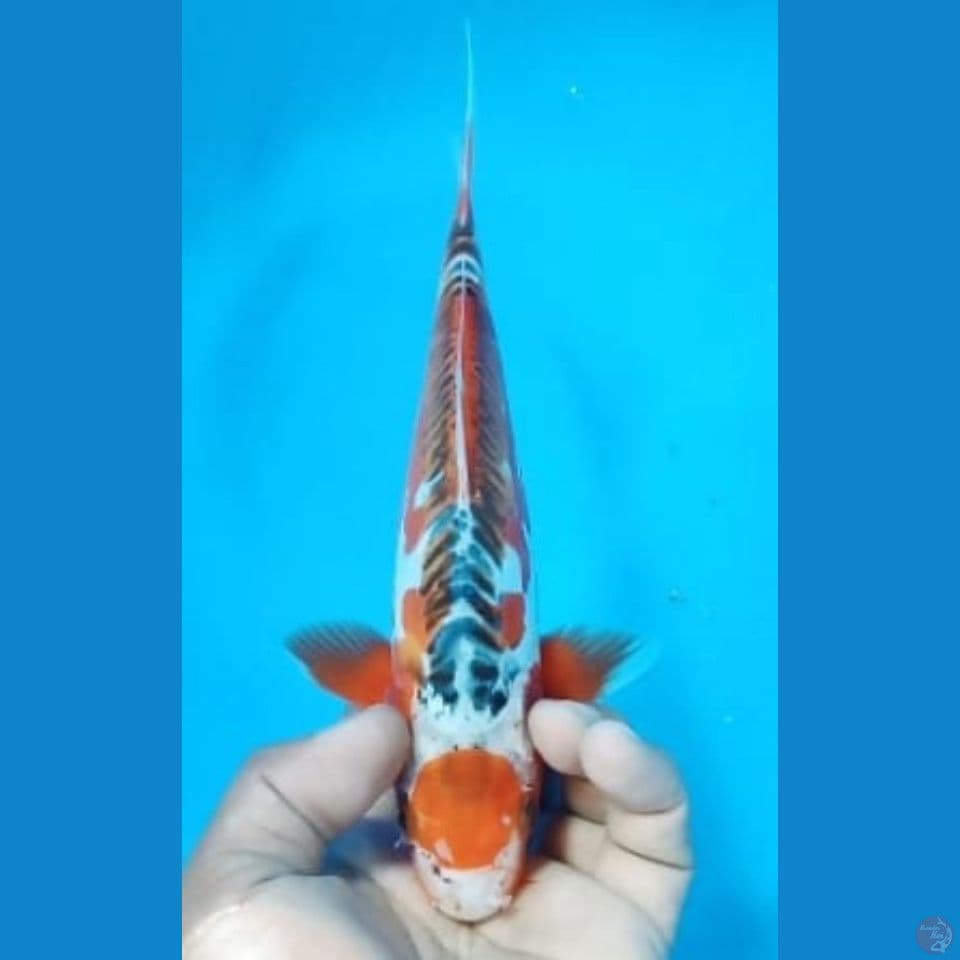 TANCHO SUSHUI 29CM