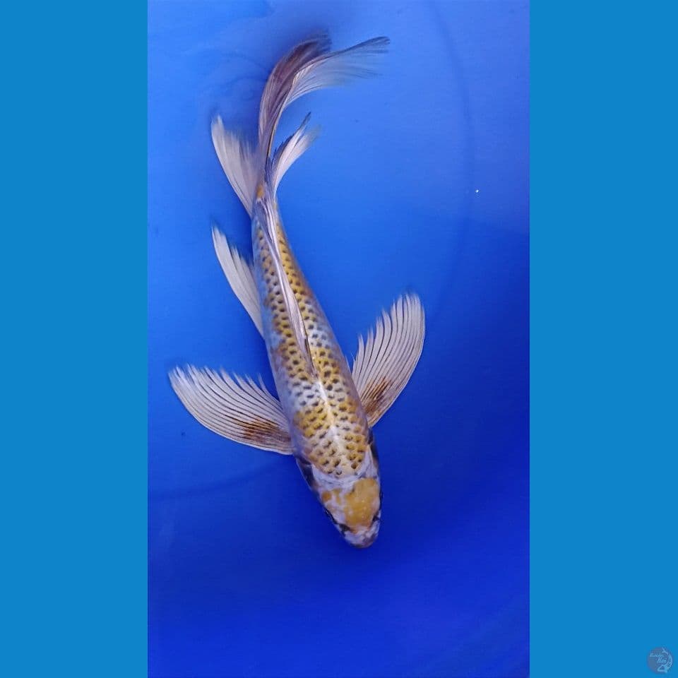 gondrong 35cm