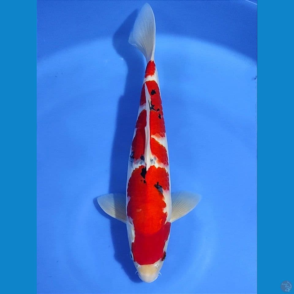 strong 38cm