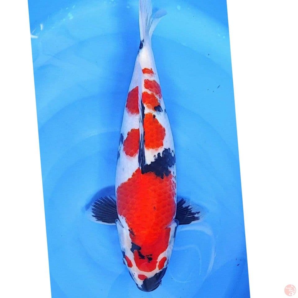 showa Bulki 40cm
