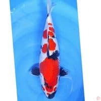 showa Bulki 40cm
