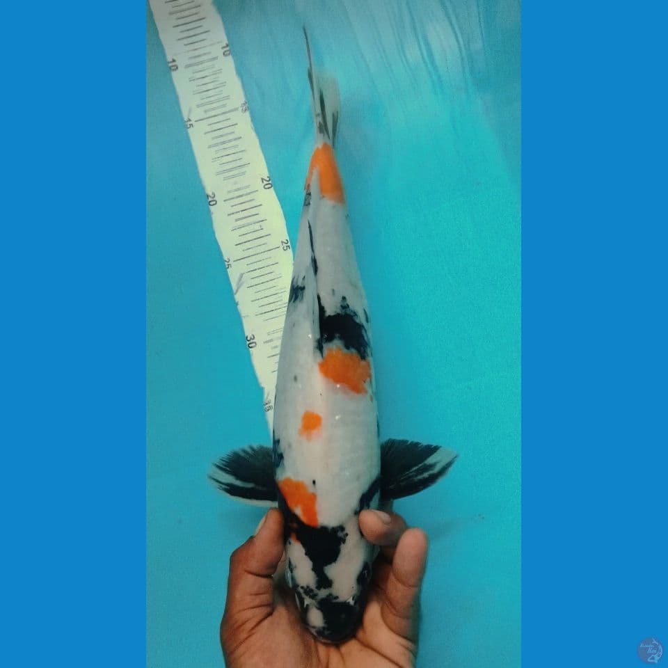 SHOWA 40CM