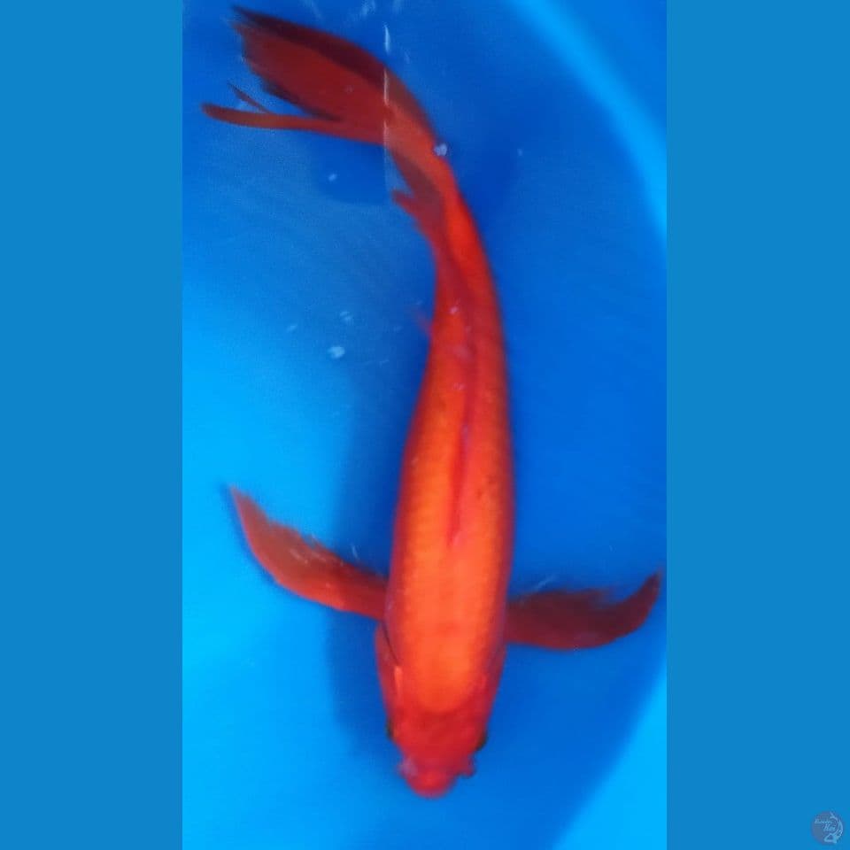 RED CHAGOI 43