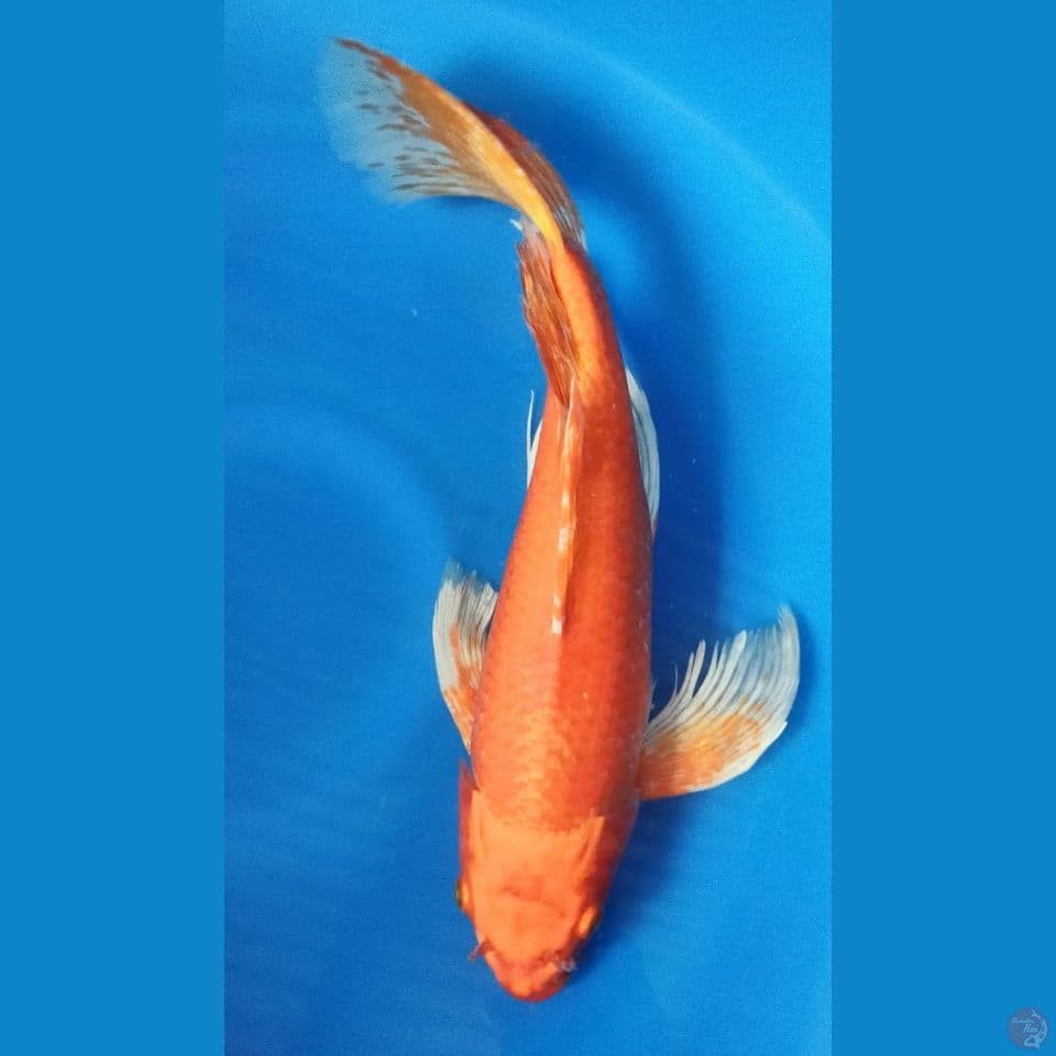 OREN 47CM