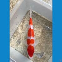 Kohaku step 4 19cm