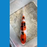 Sanke HQ 19cm
