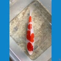 Kohaku 17 cm original~strong