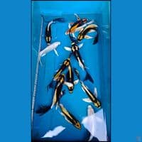 KUMPAY KABUTO,PLATINUM 16-23 CM ( 12 EKOR)