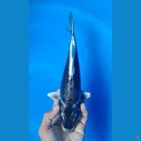 kiko 28cm m