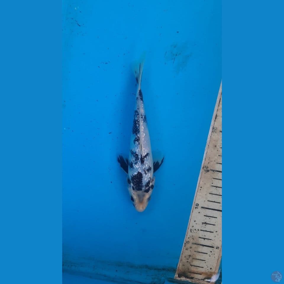 shiro ginrin