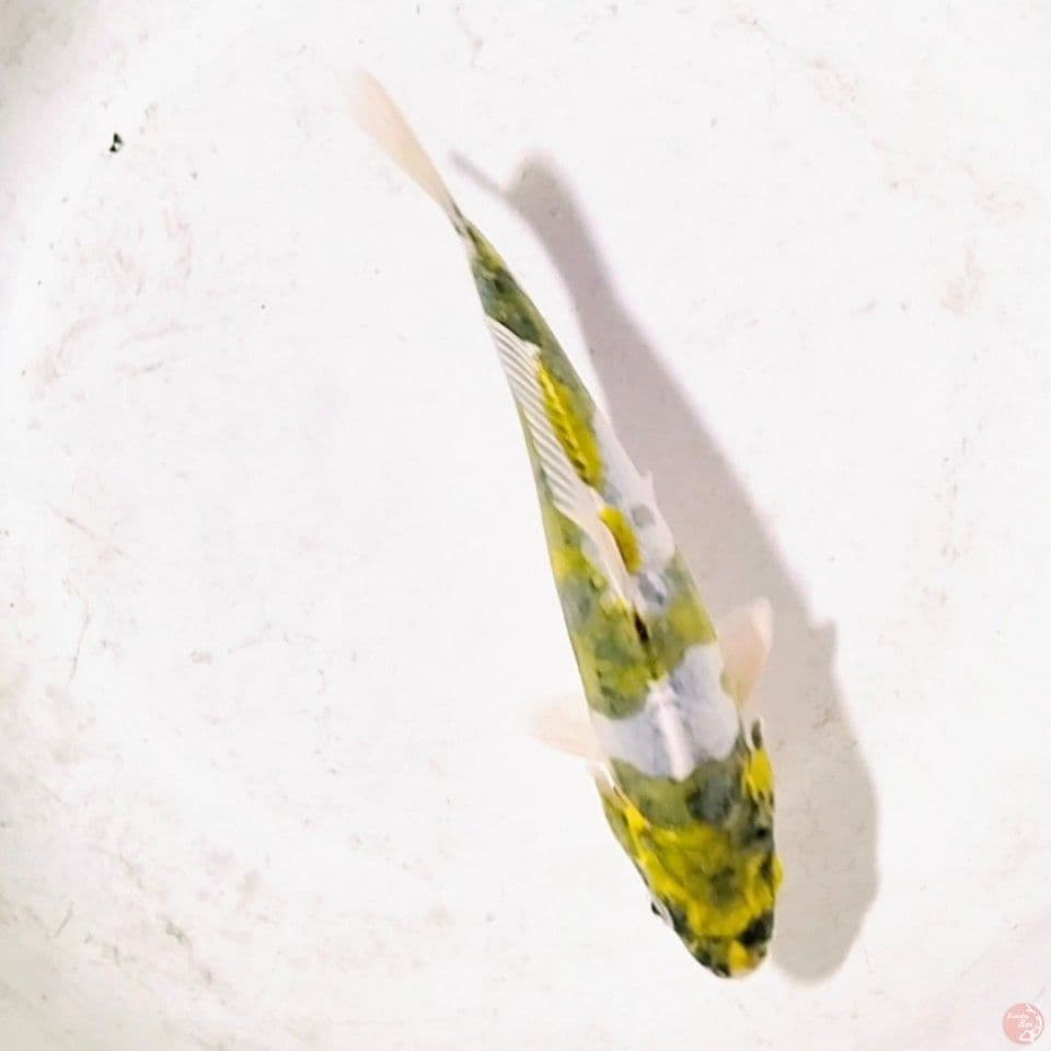 antikyu upto 20cm