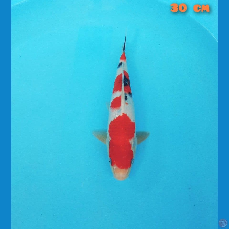 sanke hq 30cm