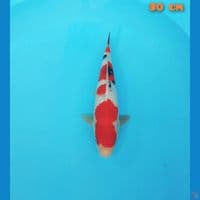 sanke hq 30cm