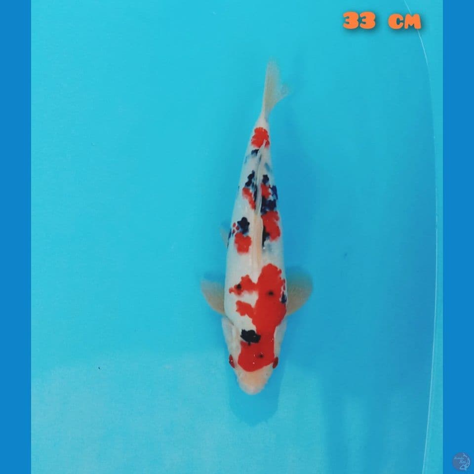 sanke 33 cm